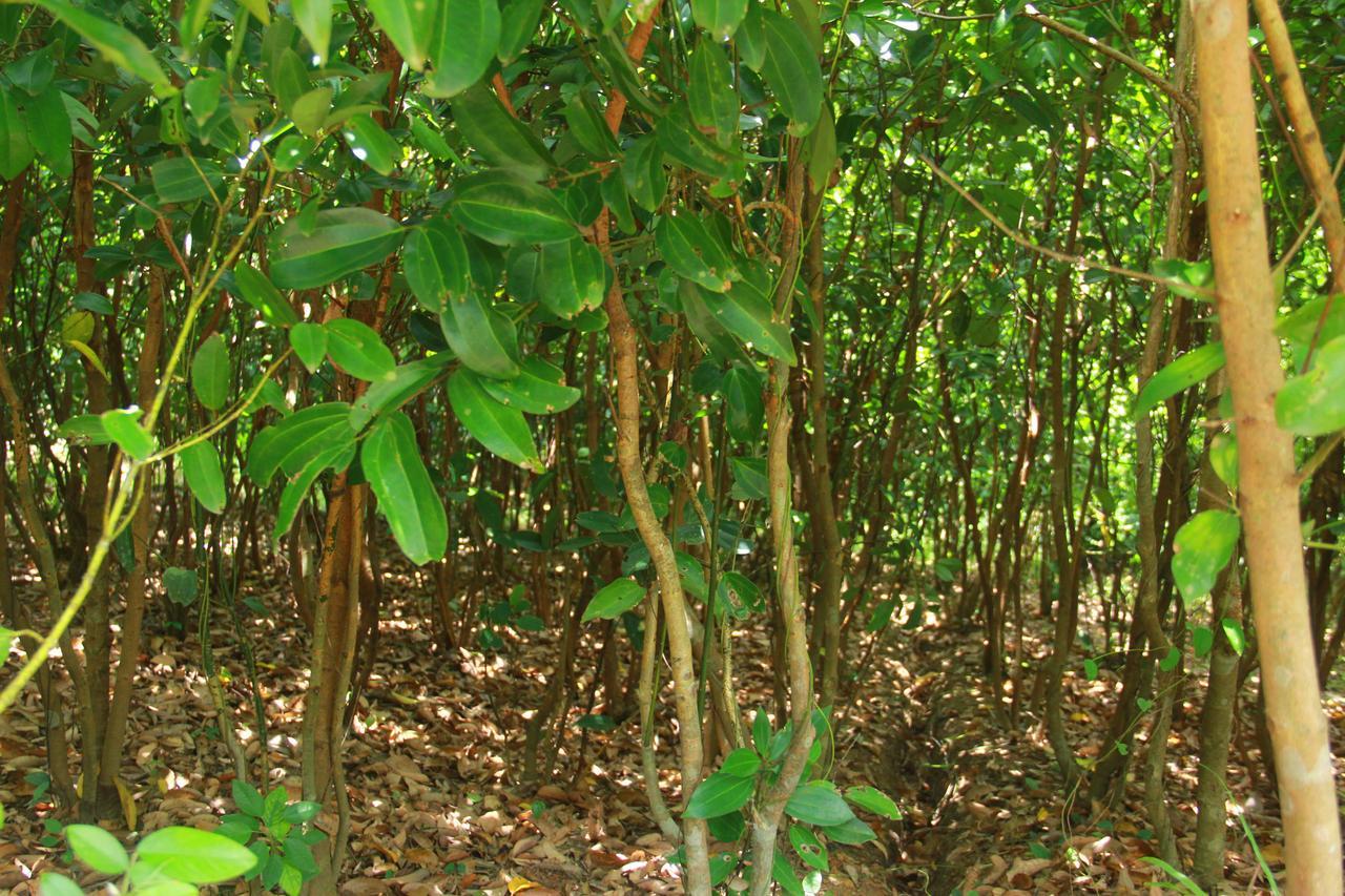 Mirissa Eco Hills Villa Bagian luar foto
